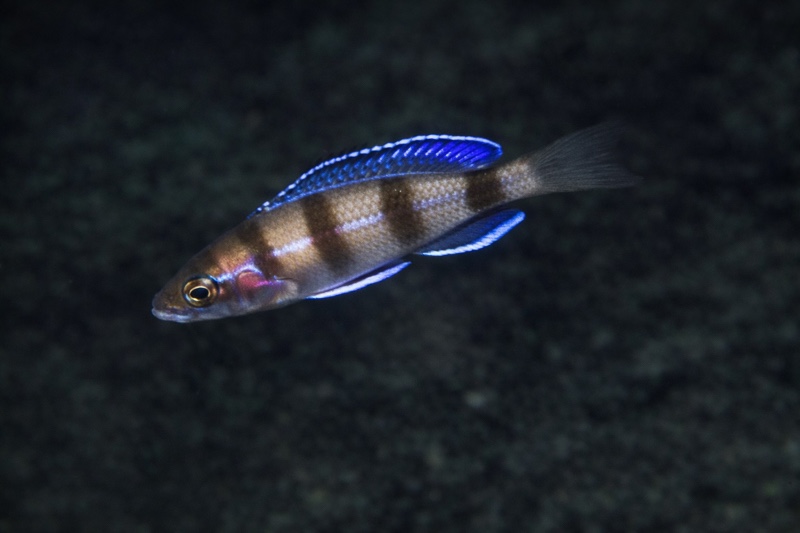 Paracyprichromis sp. 'ammelrooyi' Mahale Mountains NP